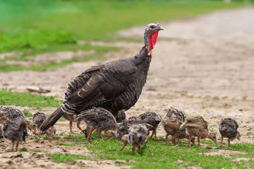 Adult wild turkey leading a brood of fluffy chicks across a dirt path.