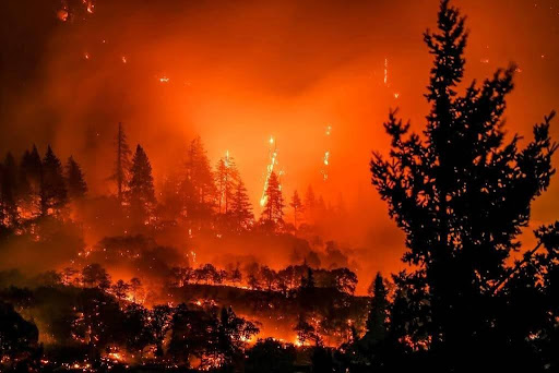 Forest engulfed in a wildfire with tall trees silhouetted against orange flames and smoke to the sky.