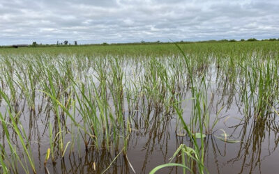 Boaters: Help Protect Emerging Wild Rice In Wisconsin Waters