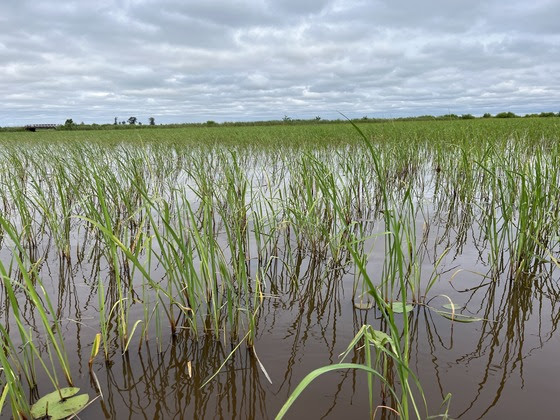 Green rice plants growing in a flooded paddy under a cloudy sky, foreground shows wet soil and reflections in water.