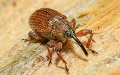 Weevils