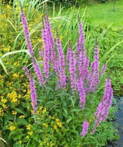 Tall purple spike flowers in a garden bed with yellow blooms and green foliage nearby, creating a colorful flower border.
