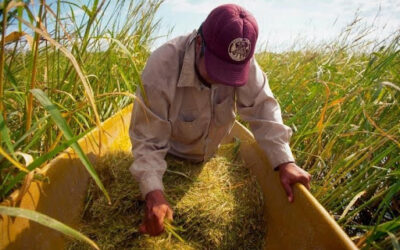 Wild Rice Harvesting