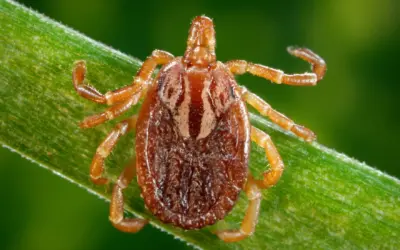 Enjoy fall weather? So do ticks, scientists warn