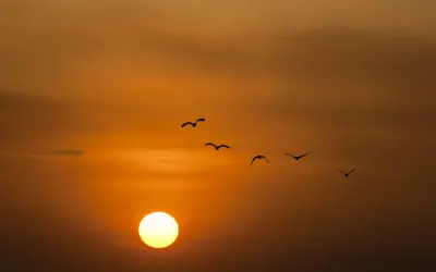 Birds are migrating earlier and along different path as climate change leads to earlier springs