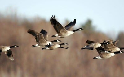 Waterfowl Season