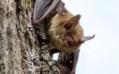 National Bat Week in Wisconsin