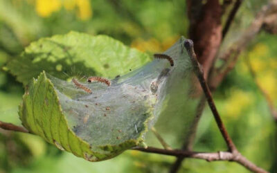Fall Webworms